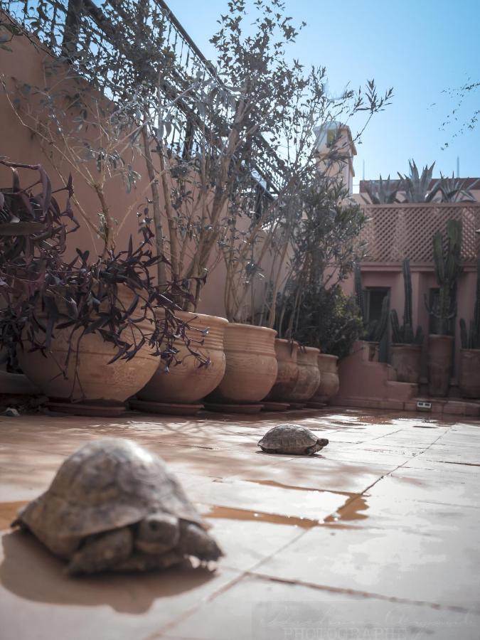 Dar Habiba By Garden Wonders Marrakesh